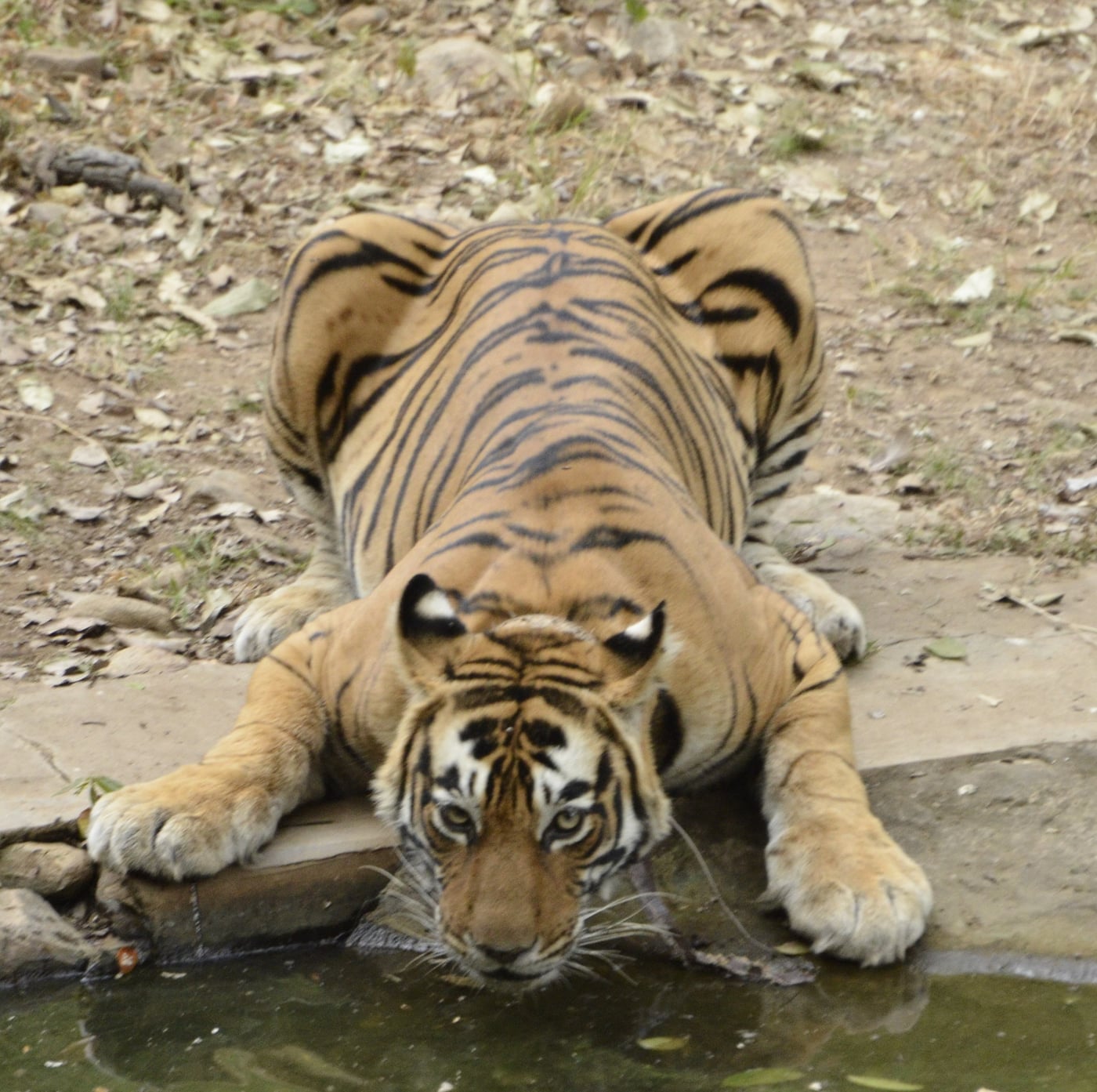 Shot of a tiger drinking from a pond.