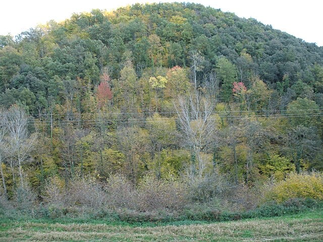 a picture of Auró Deciduous Forest