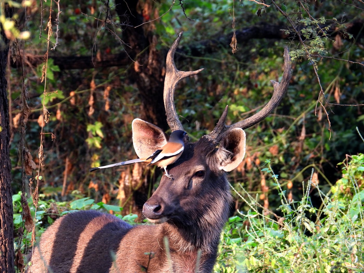 A close up view of an antelope in the forest with a small bird sitting on its face and trees as well as vegetation in the background. These are some of the animals you will encounter after you trip from Sariska Tiger Reserve from Delhi after you enter the