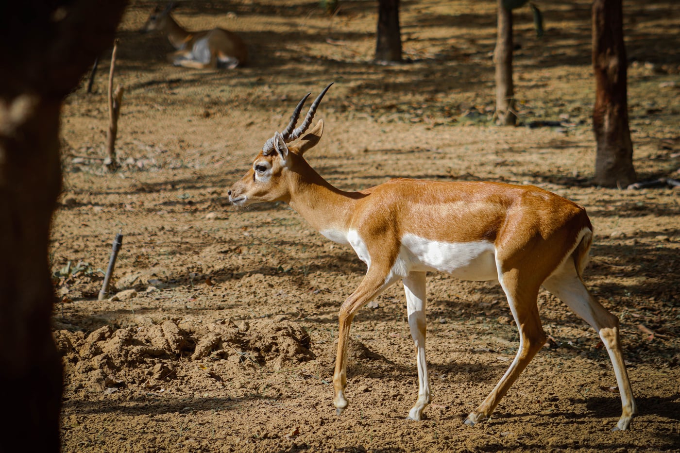 A slender antelope with long twisted horns walks gracefully across a dry, sunlit forest floor.