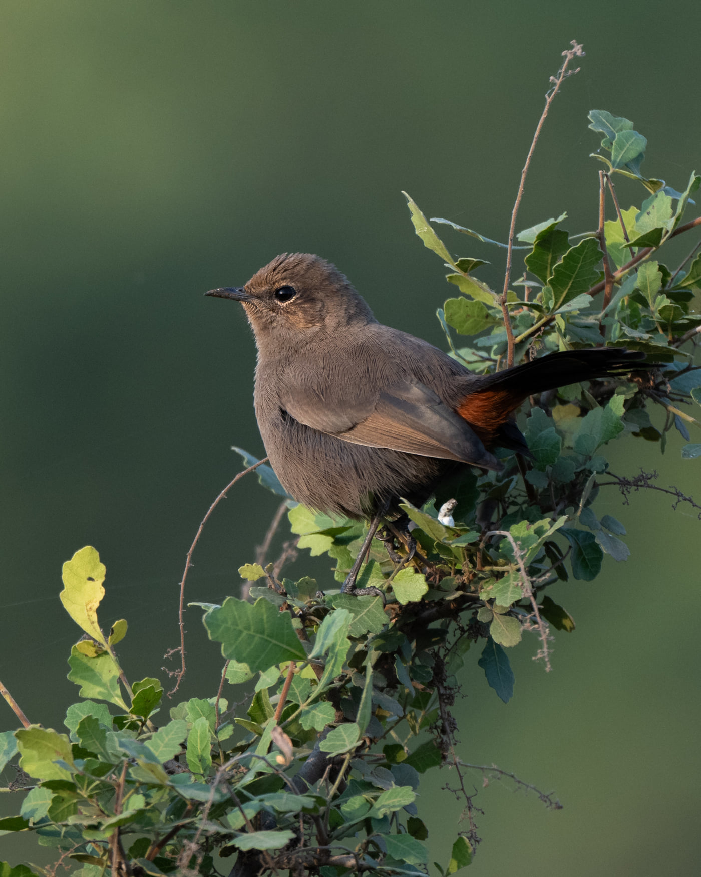 A small bird perched on a leafy branch
