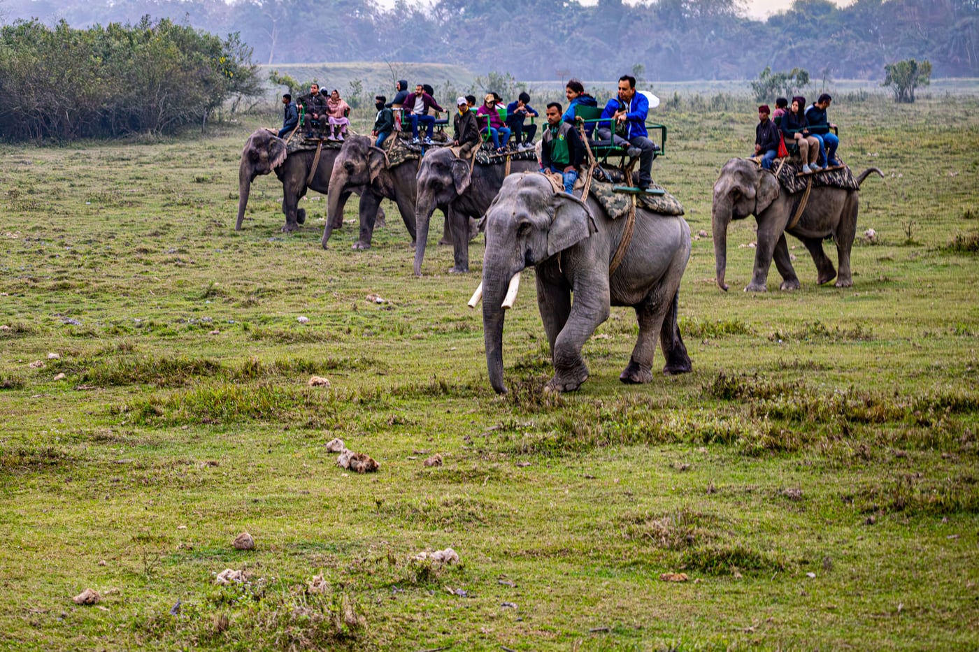 Tourists rides on the backs of elephants moving across an open, grassy field on a safari.