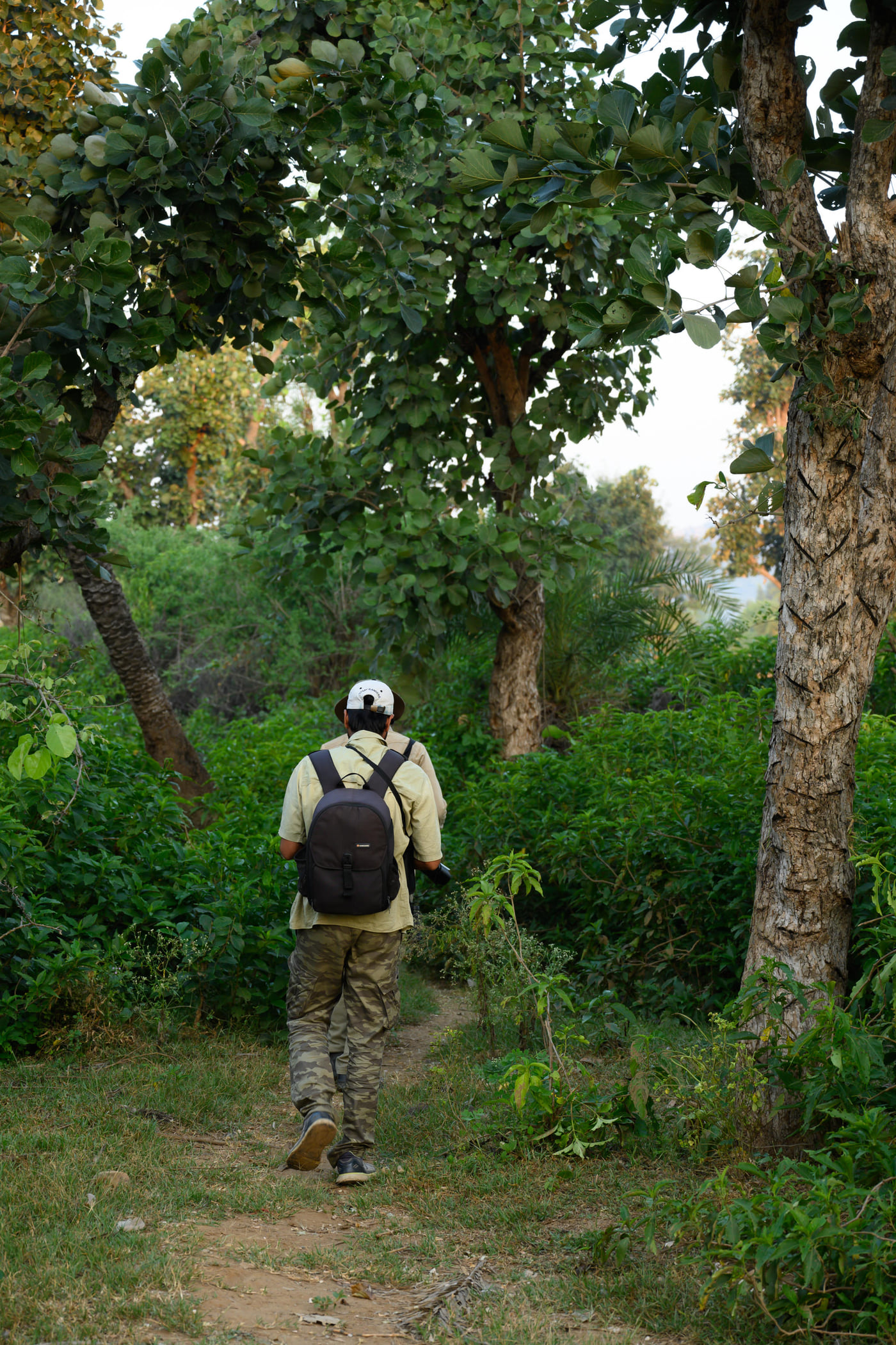 2 naturalist walking along a narrow forest path surrounded by lush greenery during a wilderness exploration near Utsav Camp Sariska.