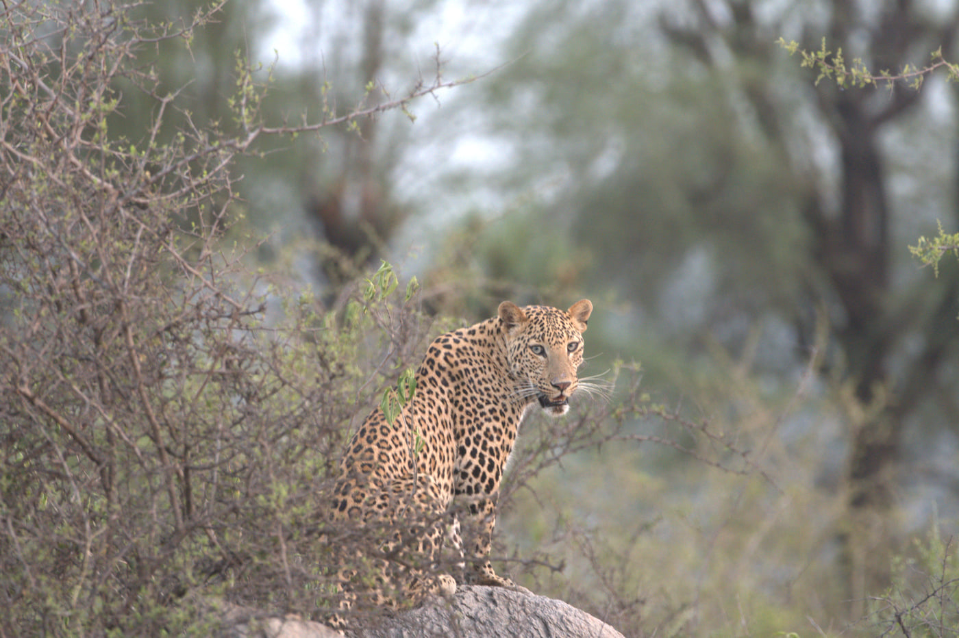A leopard perched on a rock, framed by branches