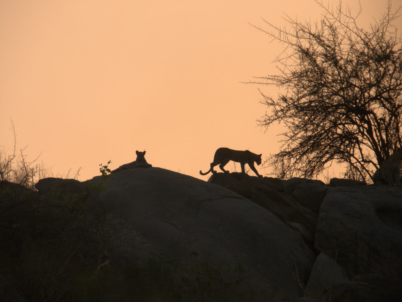 2 leopards silhouetted against the evening sky while resting and moving across ancient rock formations near Utsav Camp Sariska.