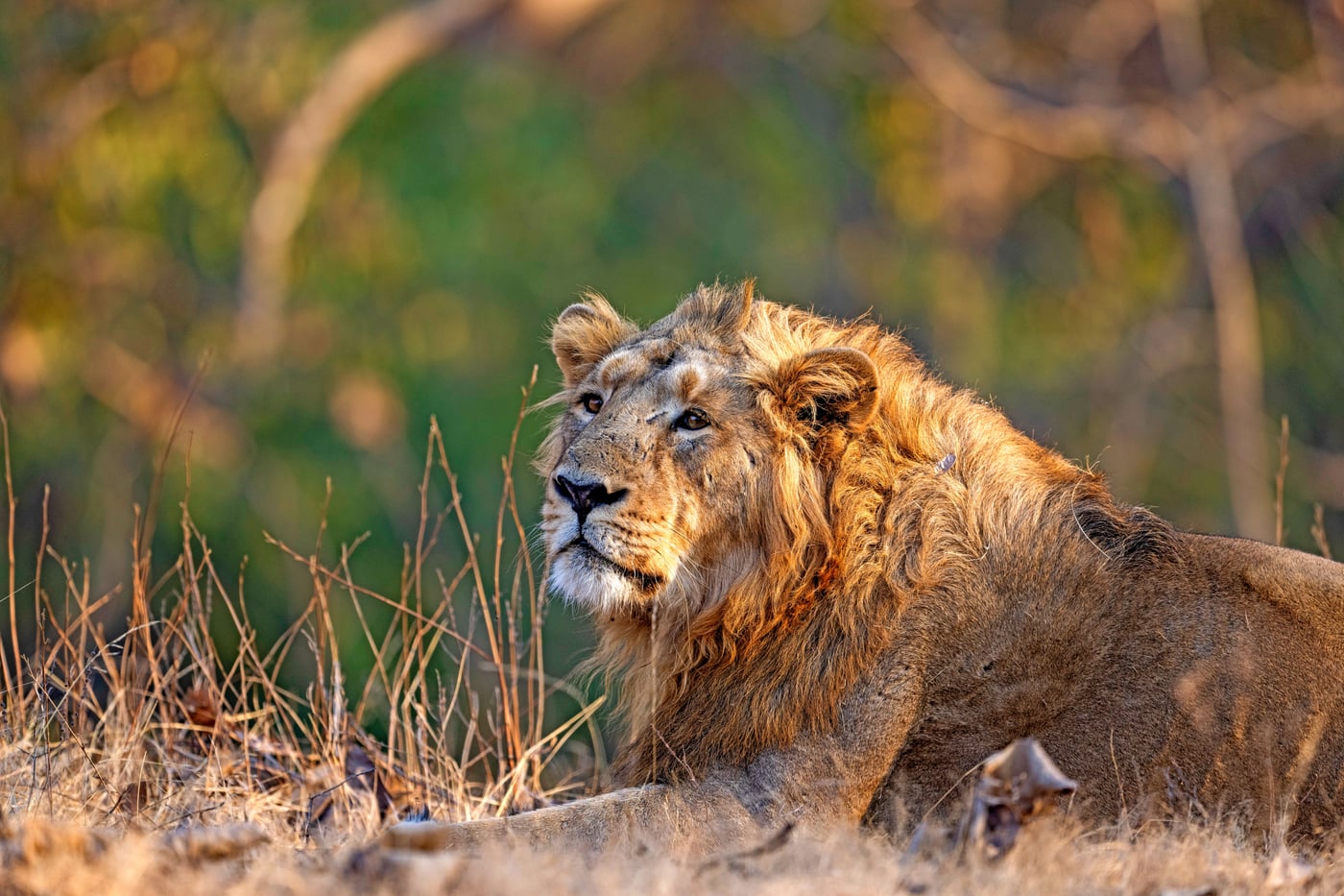 A male lion with a full mane lies peacefully in warm sunlight surrounded by dry golden grass.