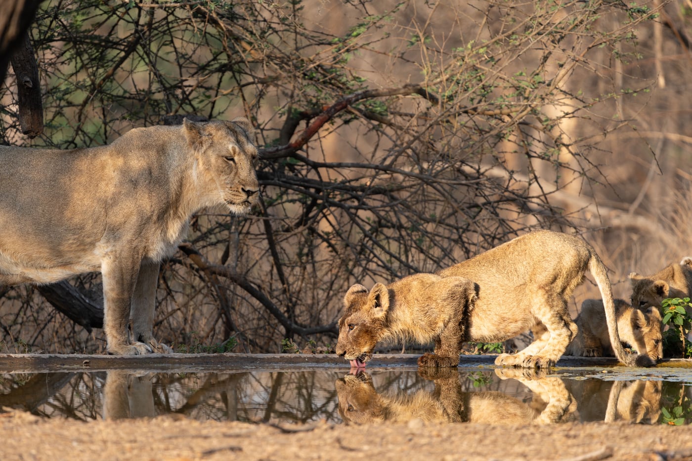 A lioness stands near a shallow waterhole while a young cub lowers its head to drink in a forest.