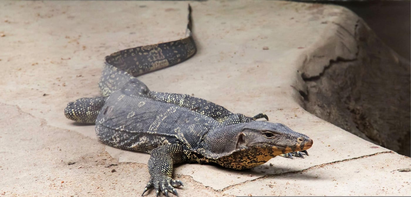 An overview of a monitor lizard walking on a stone pavement.