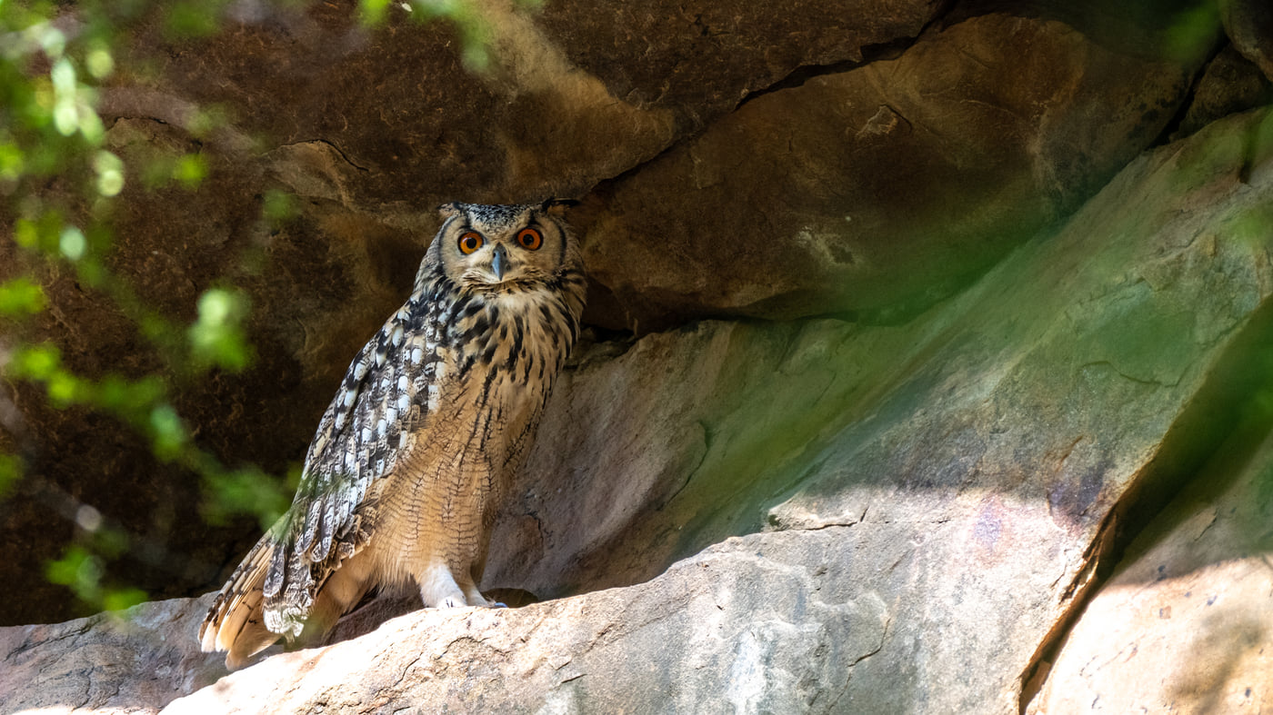 An eagle-owl sitting on a rock taking shade with greenery in the background near Utsav Camp Sariska