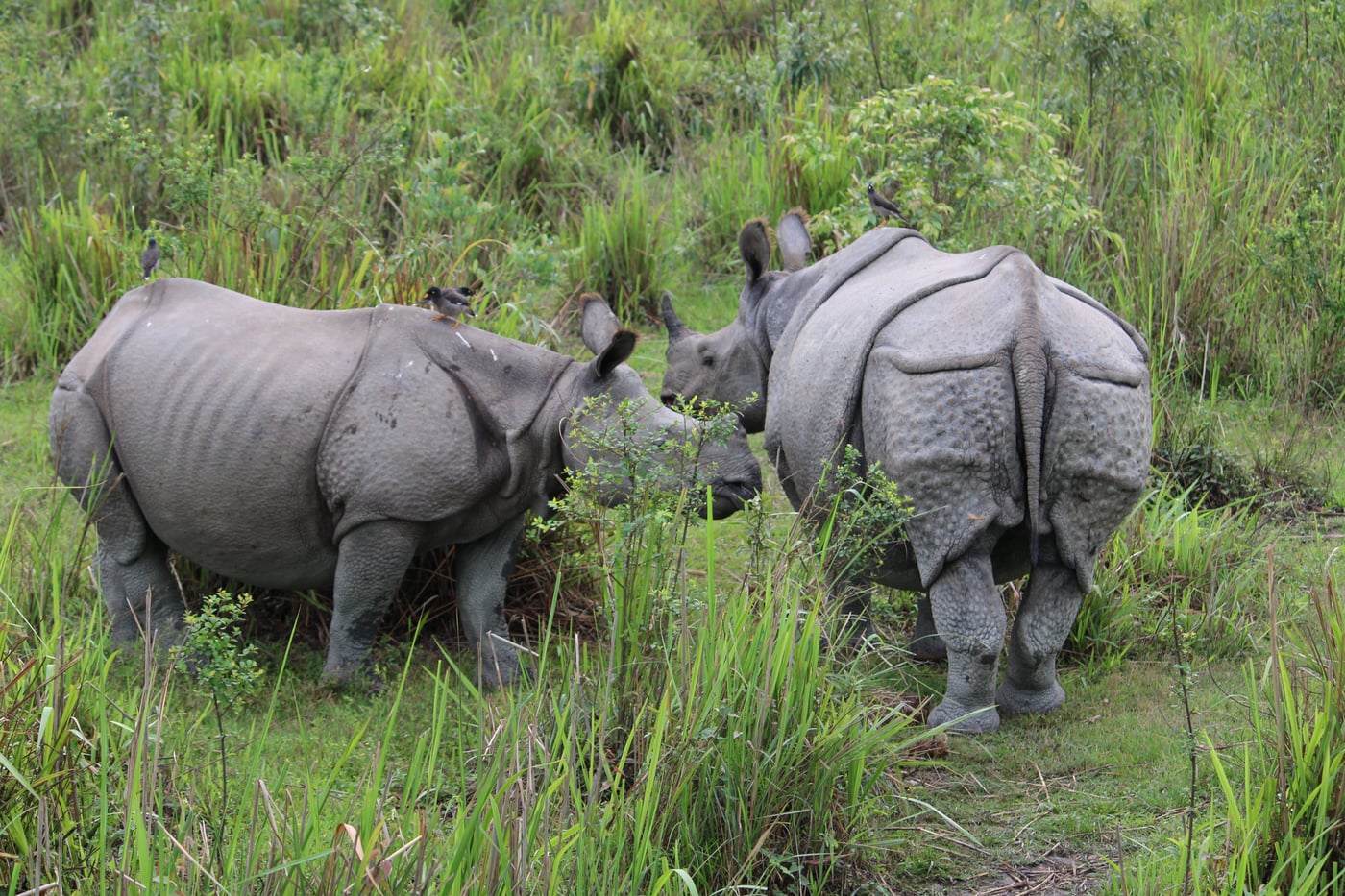 2 large rhinoceroses stand close together among lush green grass and dense vegetation in the wild.