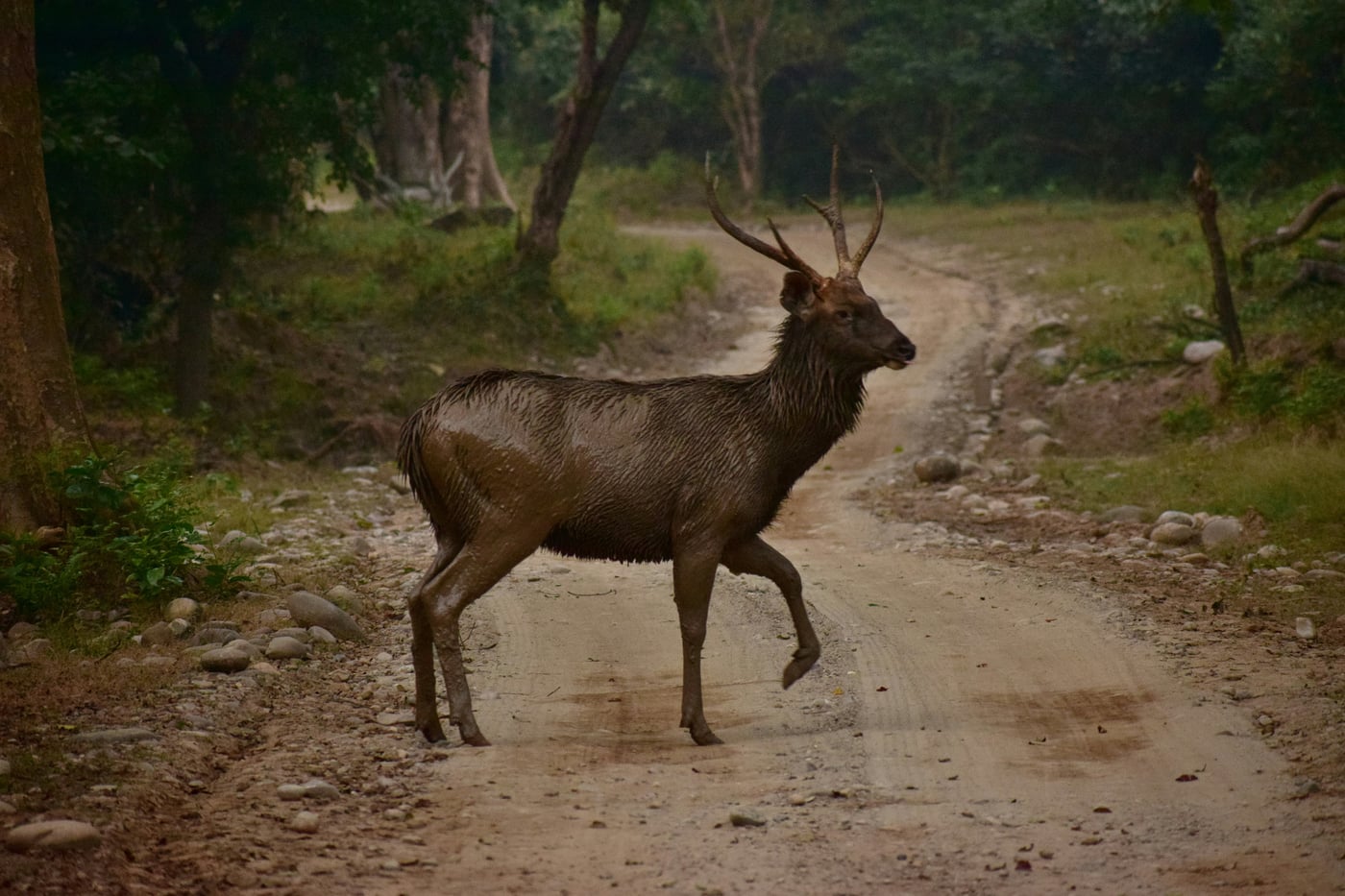 A sambar stag standing on a forest track in Sariska