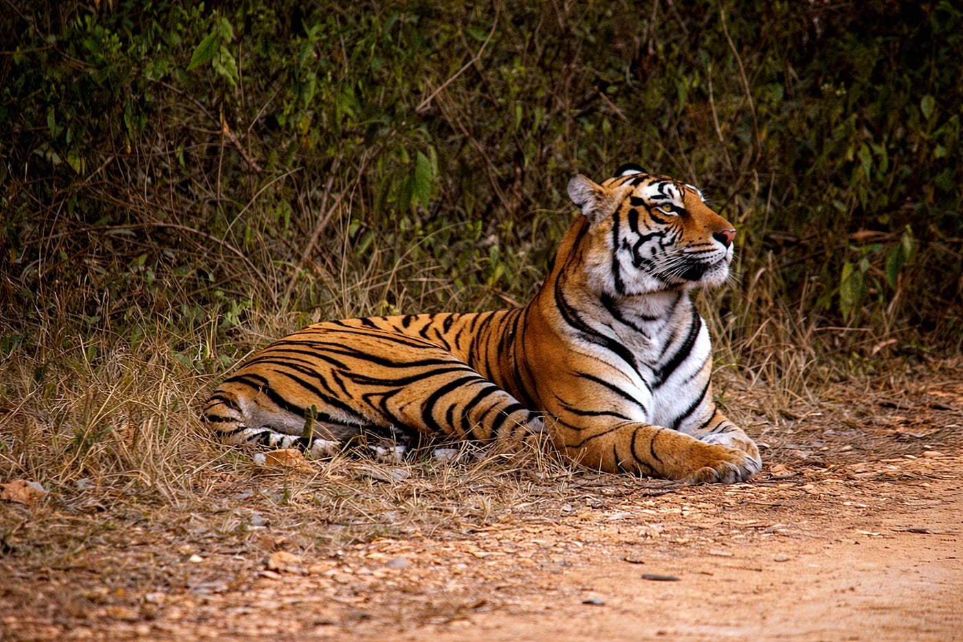 A majestic tiger rests peacefully on a dry dirt path beside dense green foliage.