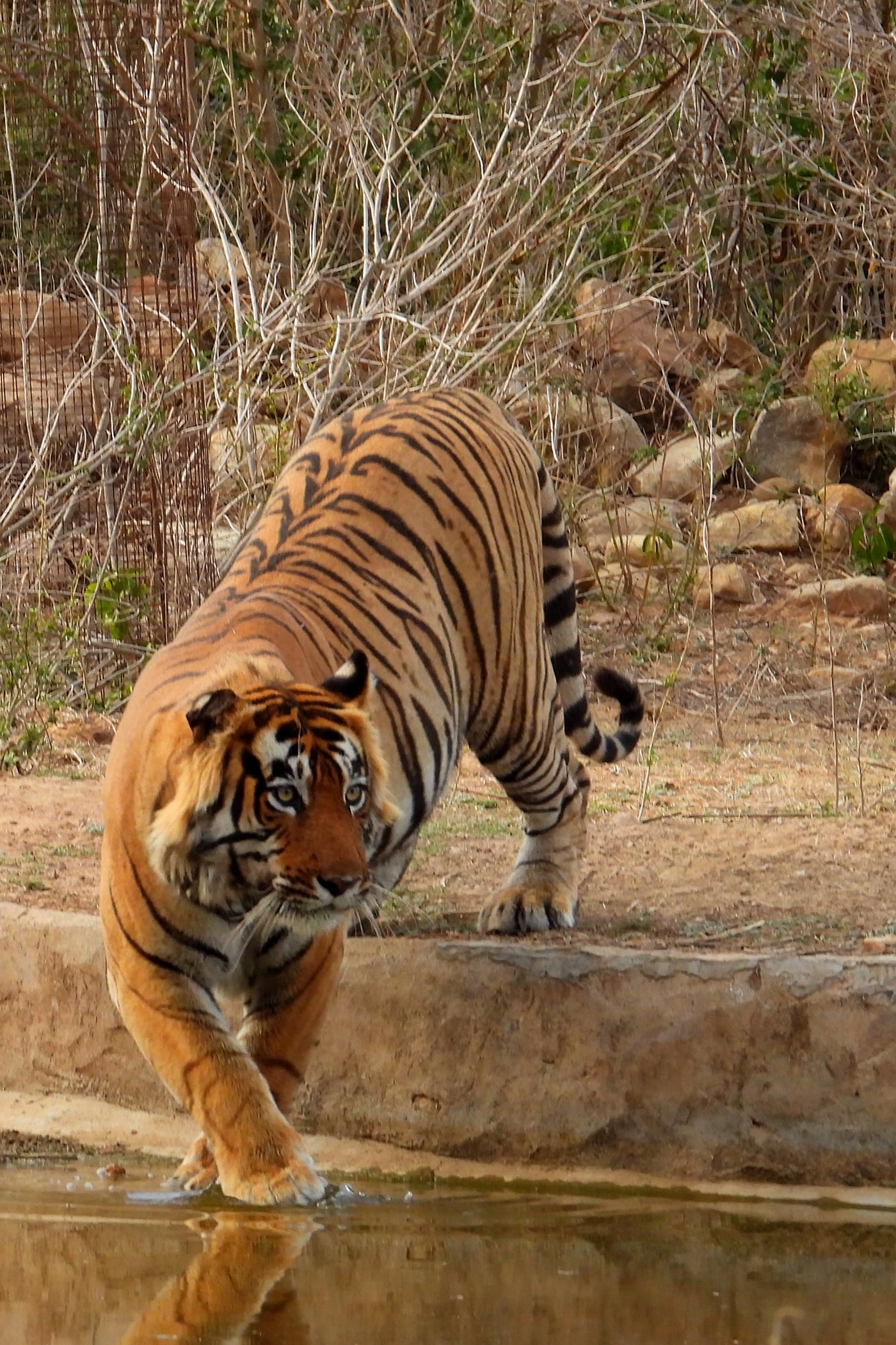 Shot of a tiger walking towards a water body.
