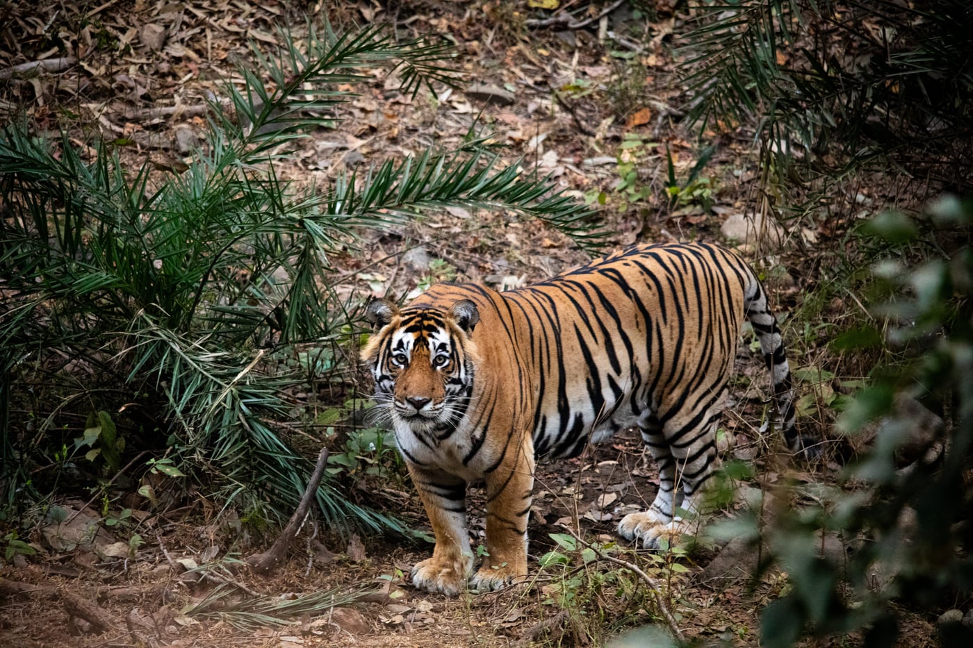 A tiger holding eye contact through dry grass in Sariska