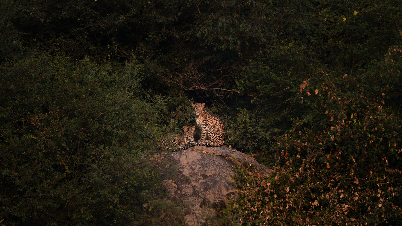 A pair of leopards on a rock outcrop in dense scrub as the light fades