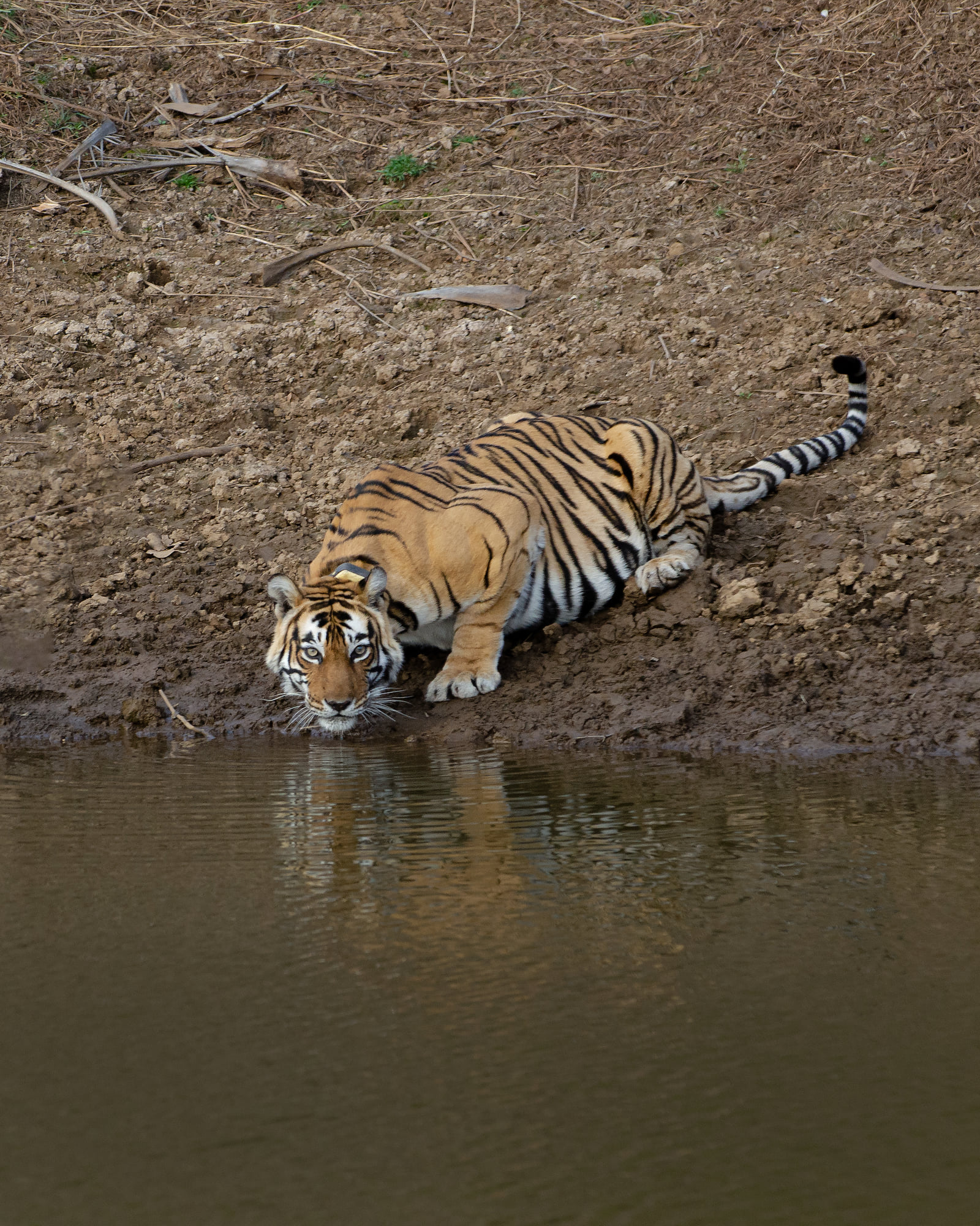 A tiger resting at the edge of a waterhole in Sariska