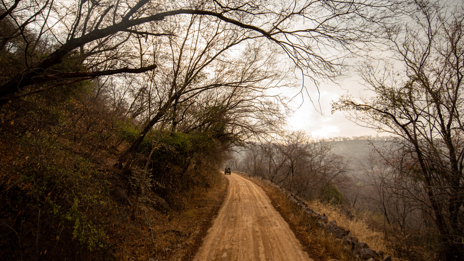 A dirt safari trail running through the deciduous forest of Sariska at first light