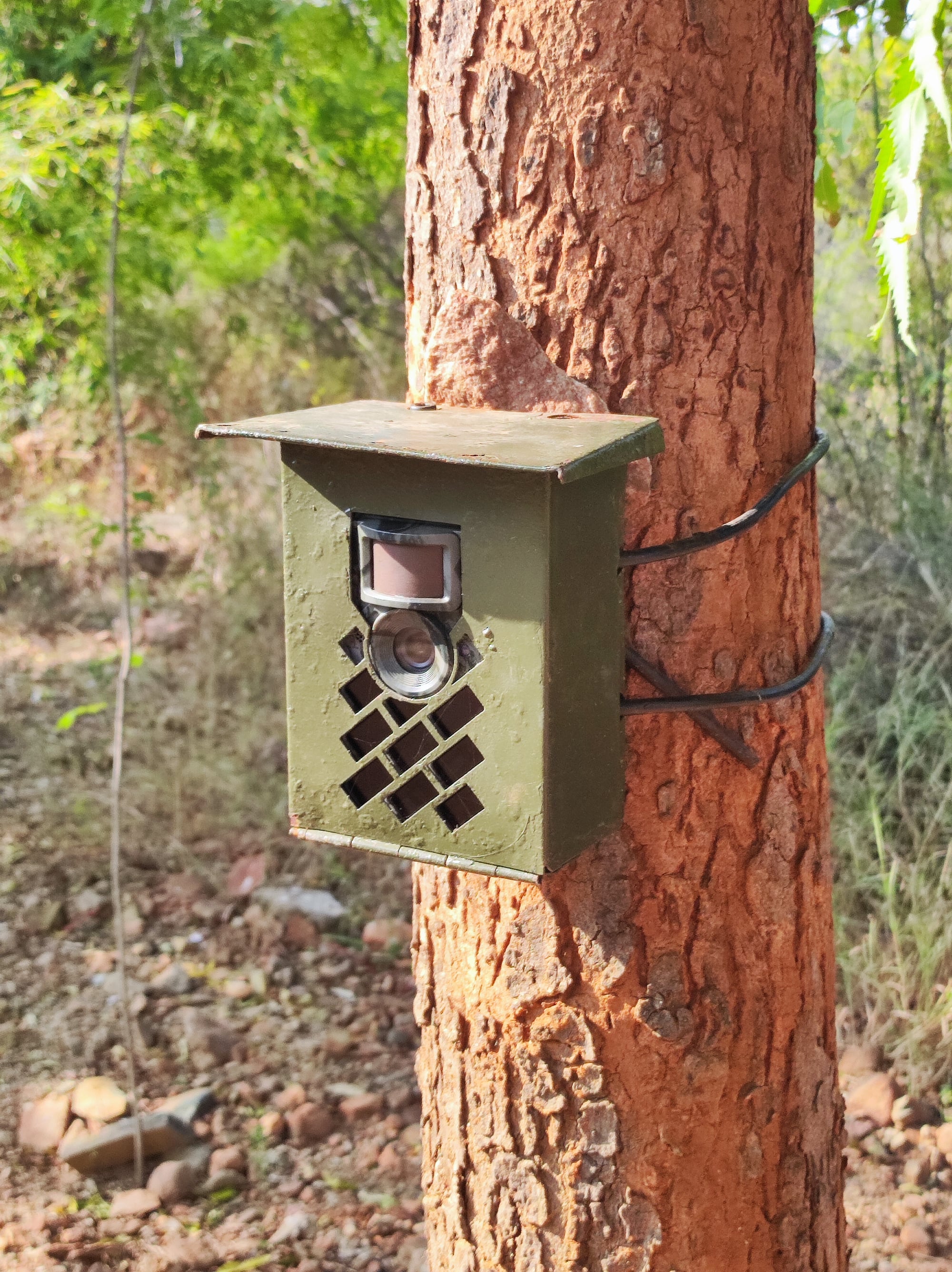 A camera trap mounted on a tree trunk in the forest