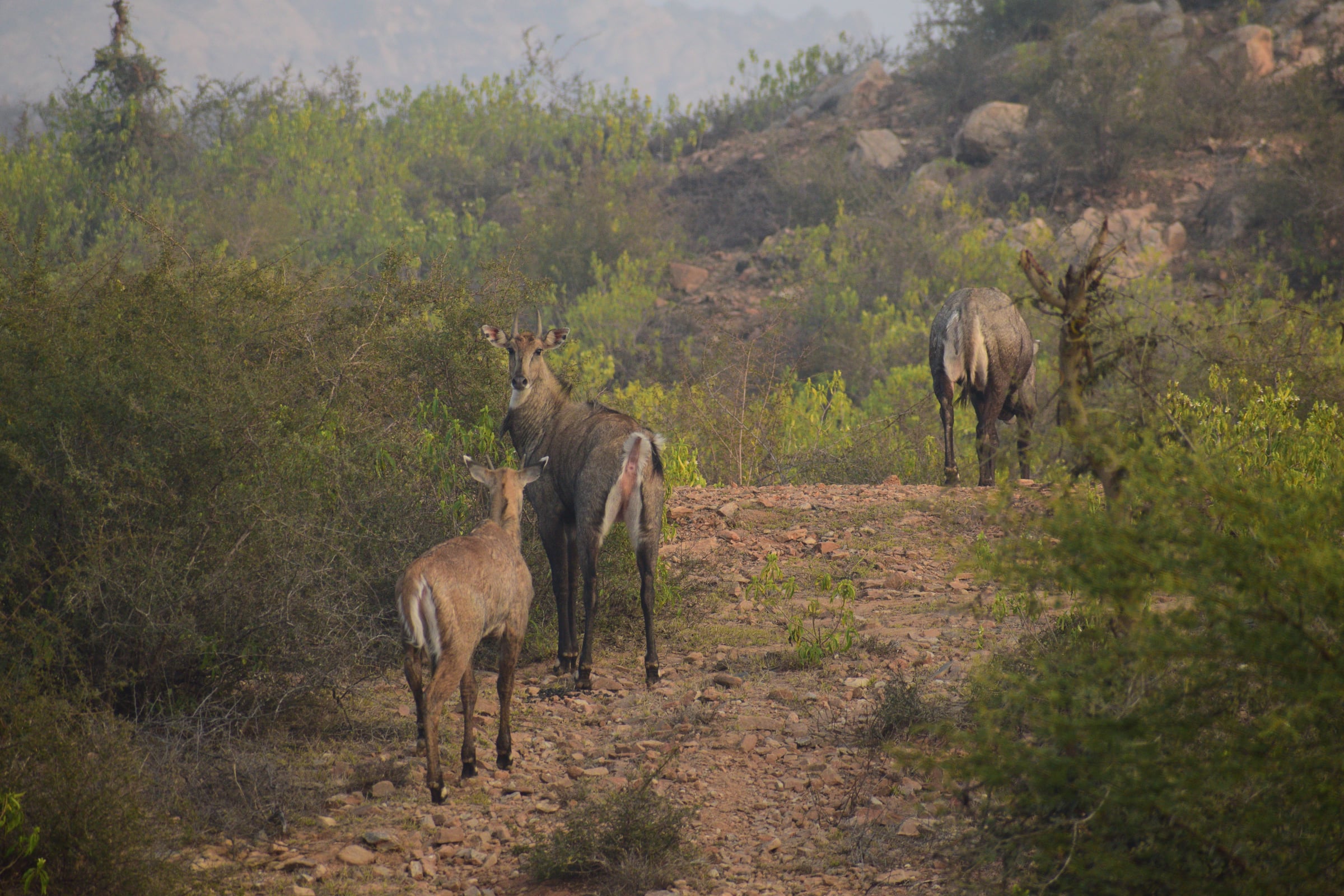 A picture featuring few animals standing on the narrow road covered with bushes, rocks in the background
