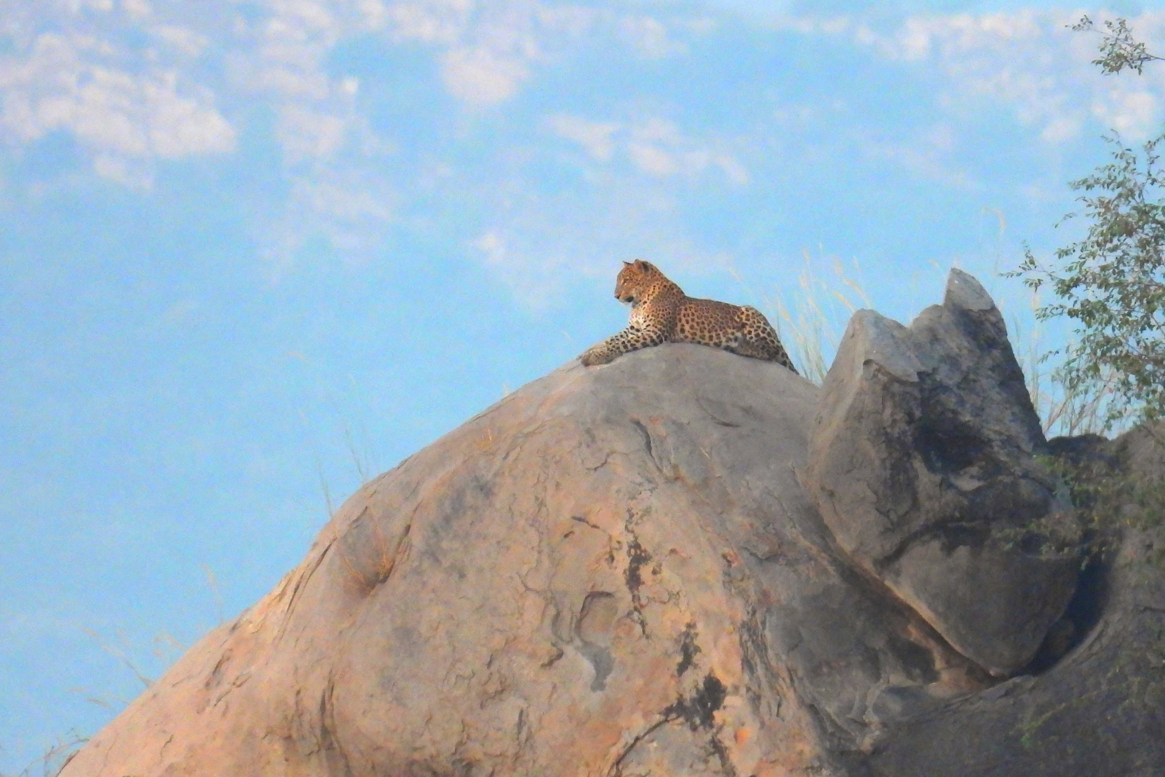 A leopard resting on a boulder with plants nearby and an open sky behind it