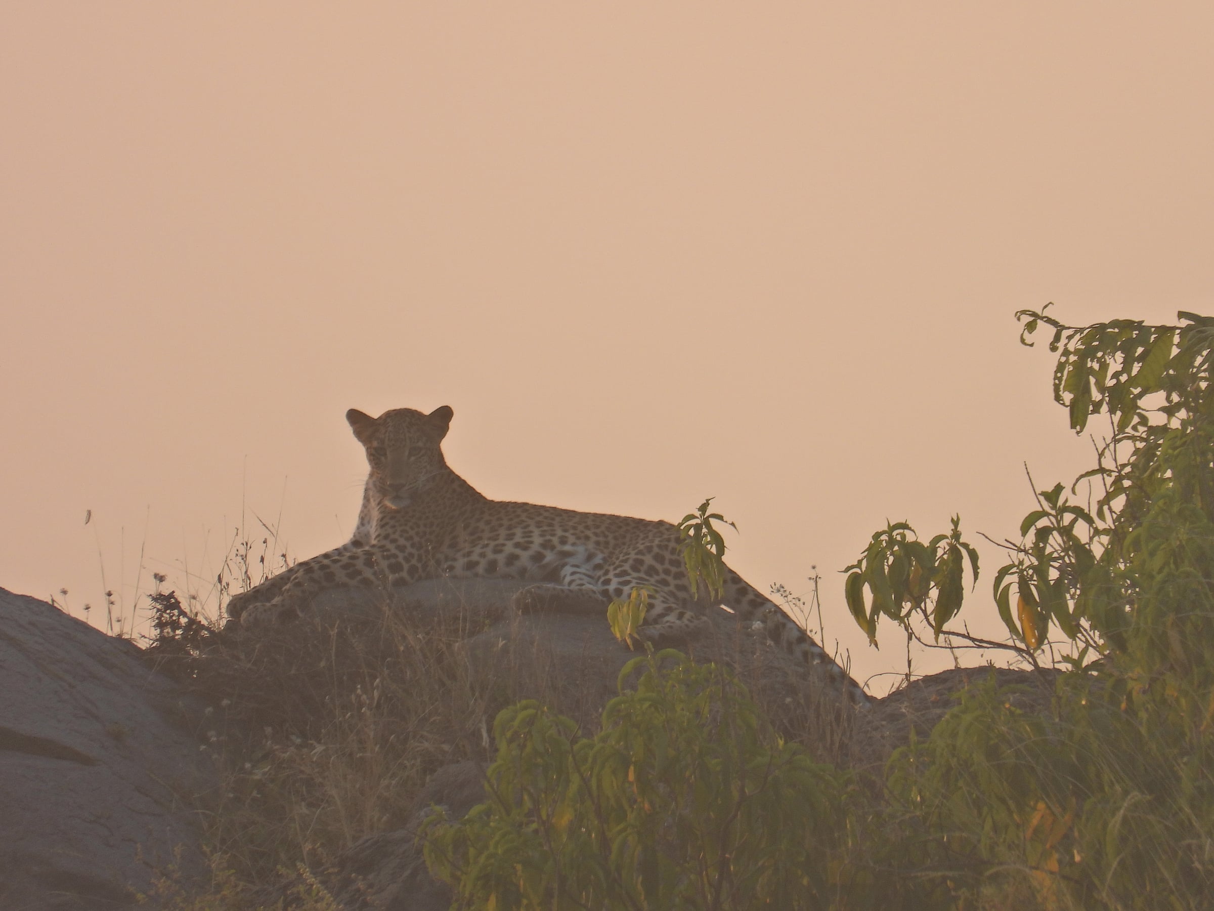 A leopard resting atop a rock in the golden glow of the setting sun