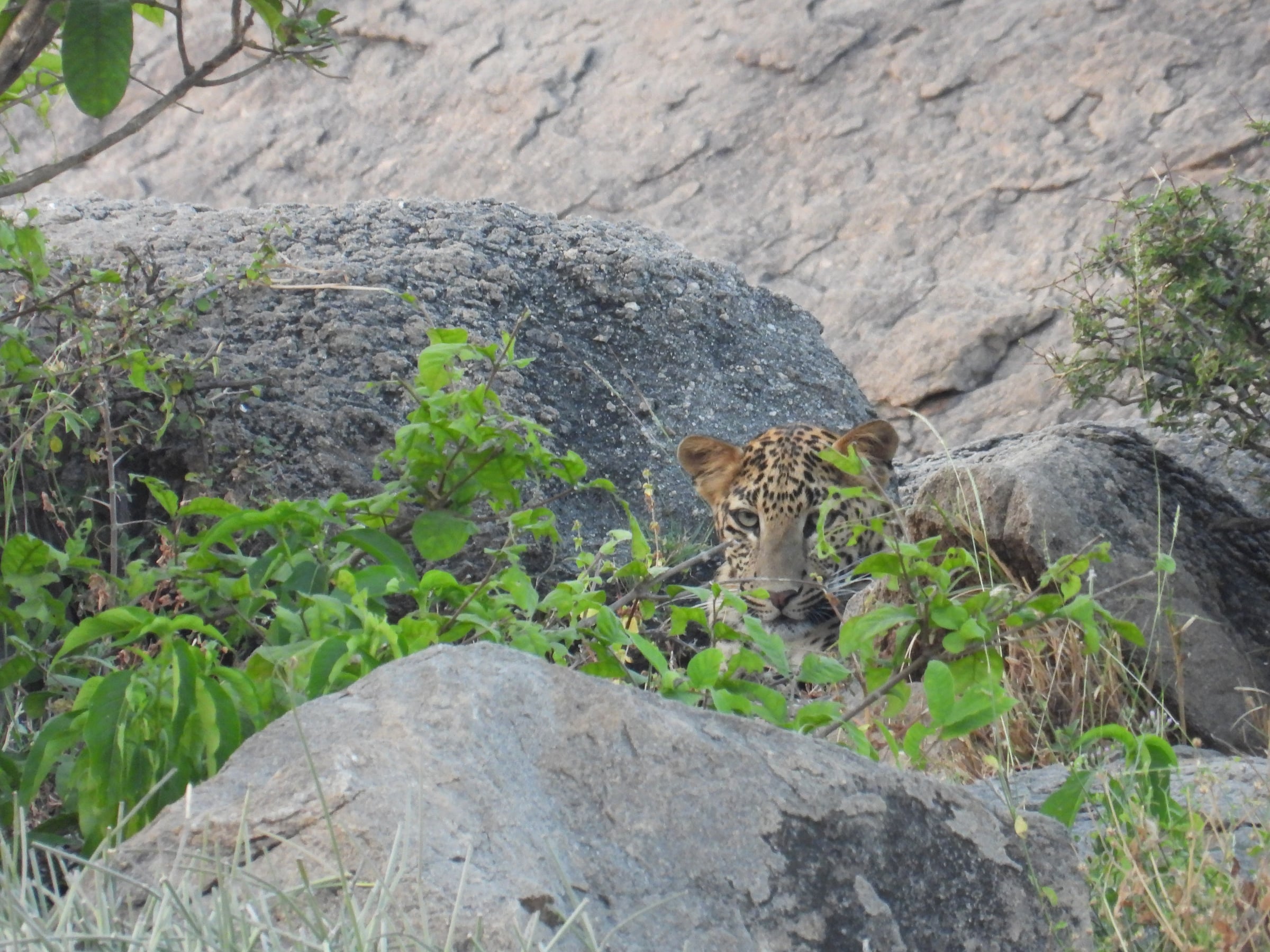 An overview of a boulder region with a leopard hiding behind some bushes.