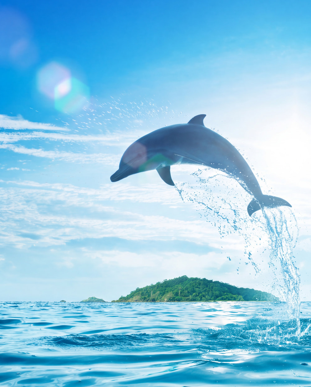 dolphin above the island image