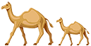 two camels walking