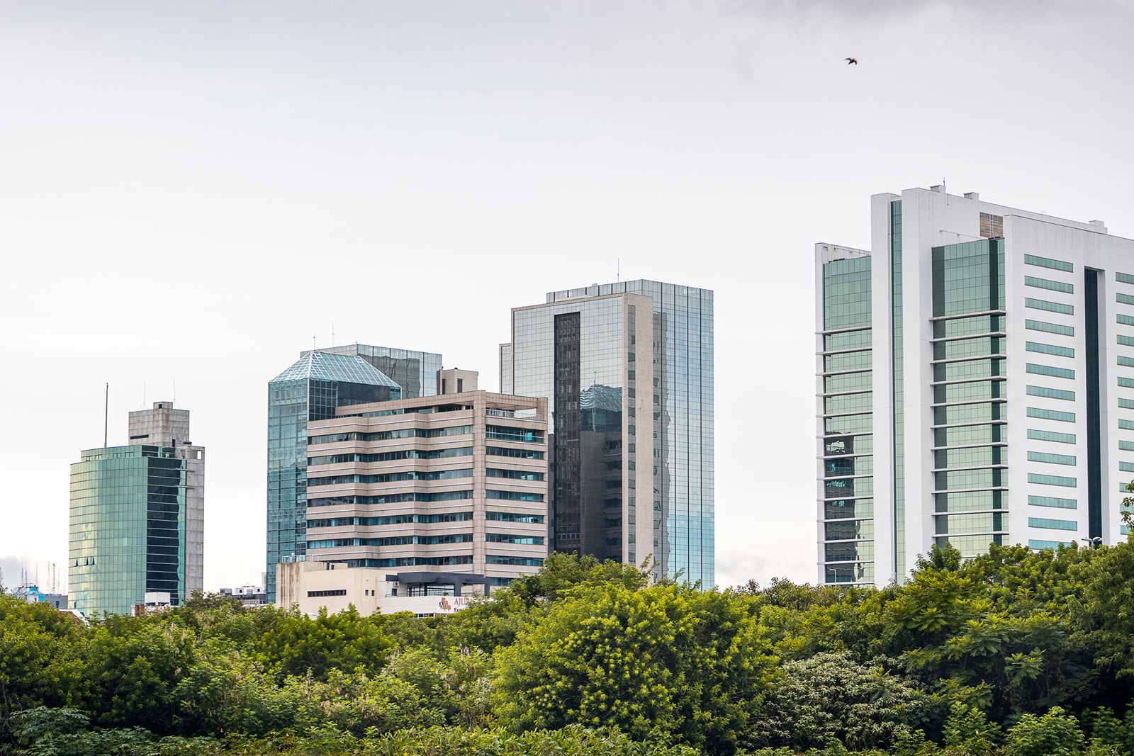 Office buildings standing above a belt of green trees