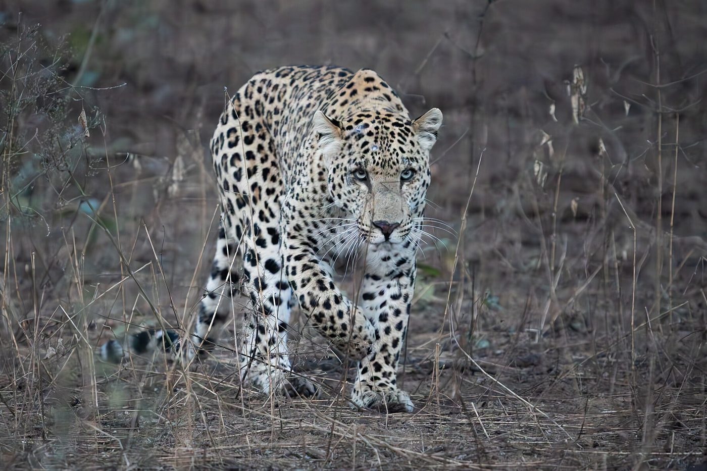 A leopard at the Jhalana Leopard Reserve near Hotel Aarna Premier, Jaipur