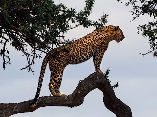 A leopard perched on a tree branch at the Jhalana Leopard Reserve, Jaipur