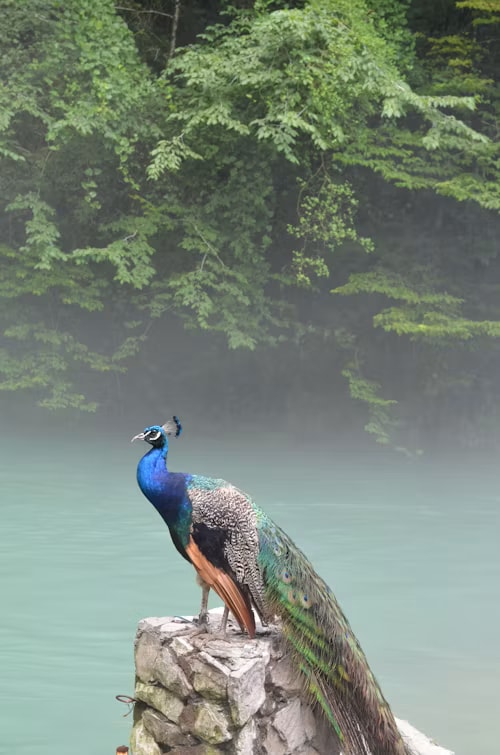 An Indian peafowl seen on a birdwatching morning in Jaipur