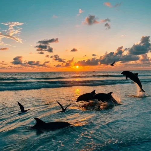 Dolphins swimming in the ocean, and at the horizon the sun is setting.