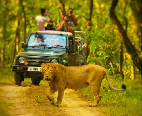 A safari featuring a jeep with tourist moving through a forest which also features a tiger on the road.