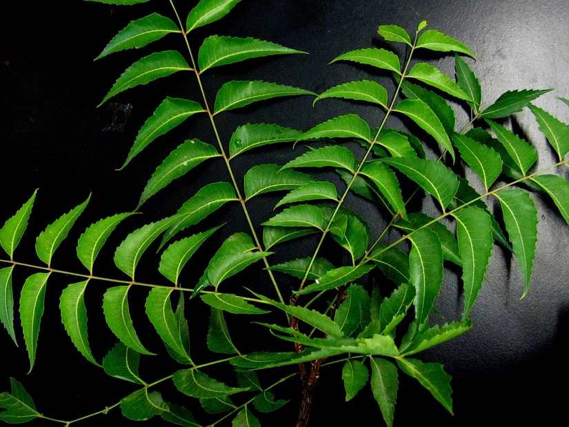 A branch of fresh green neem leaves against a dark background