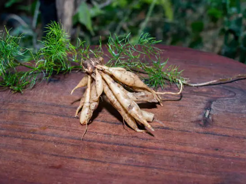 A bundle of pale Shatavari (Asparagus racemosus) roots with feathery green foliage resting on a dark wooden surface