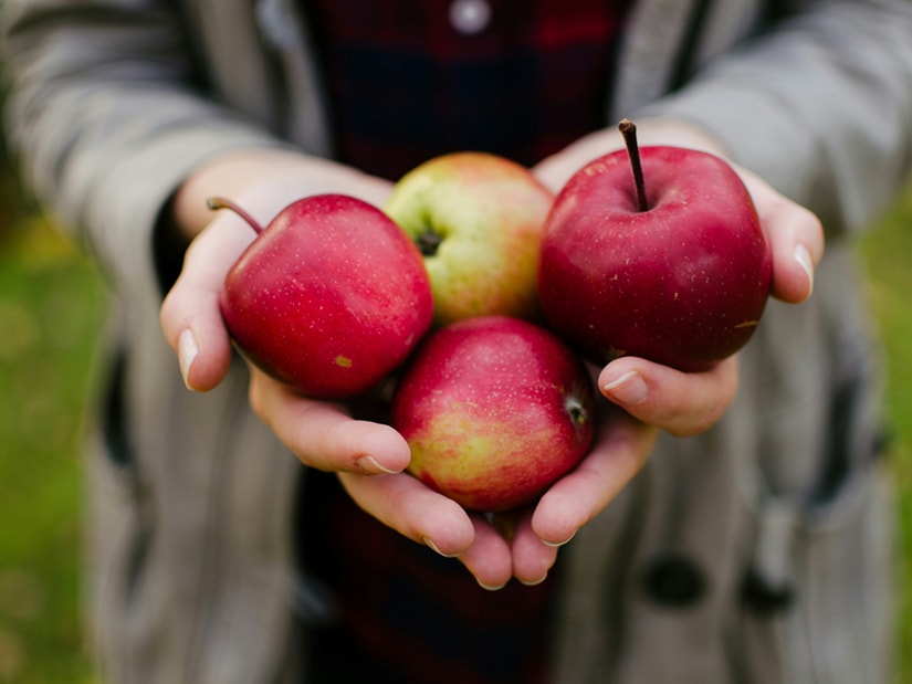 A person in a grey coat holding four red apples in cupped hands outdoors
