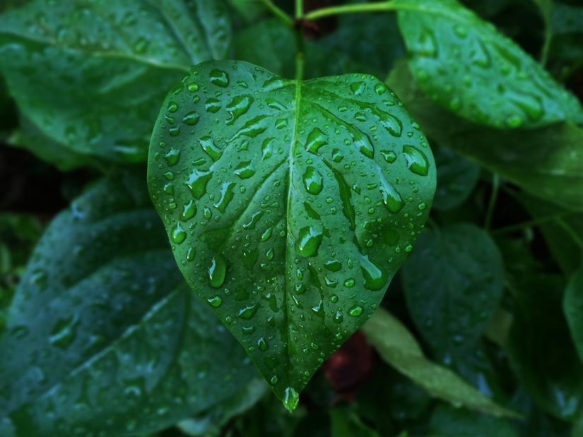 Close-up of a fresh green betel leaf covered in water droplets among other leaves