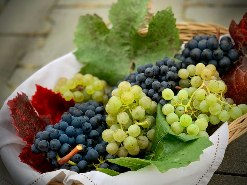 A basket lined with white cloth holding bunches of dark blue and green grapes with red and green vine leaves