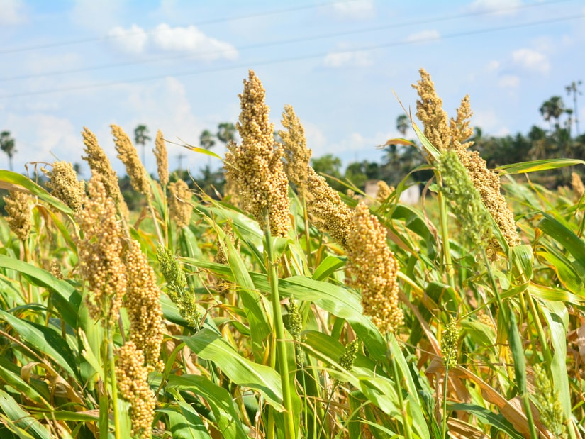 Ripe golden sorghum heads standing in a green field under a blue sky with palm trees behind