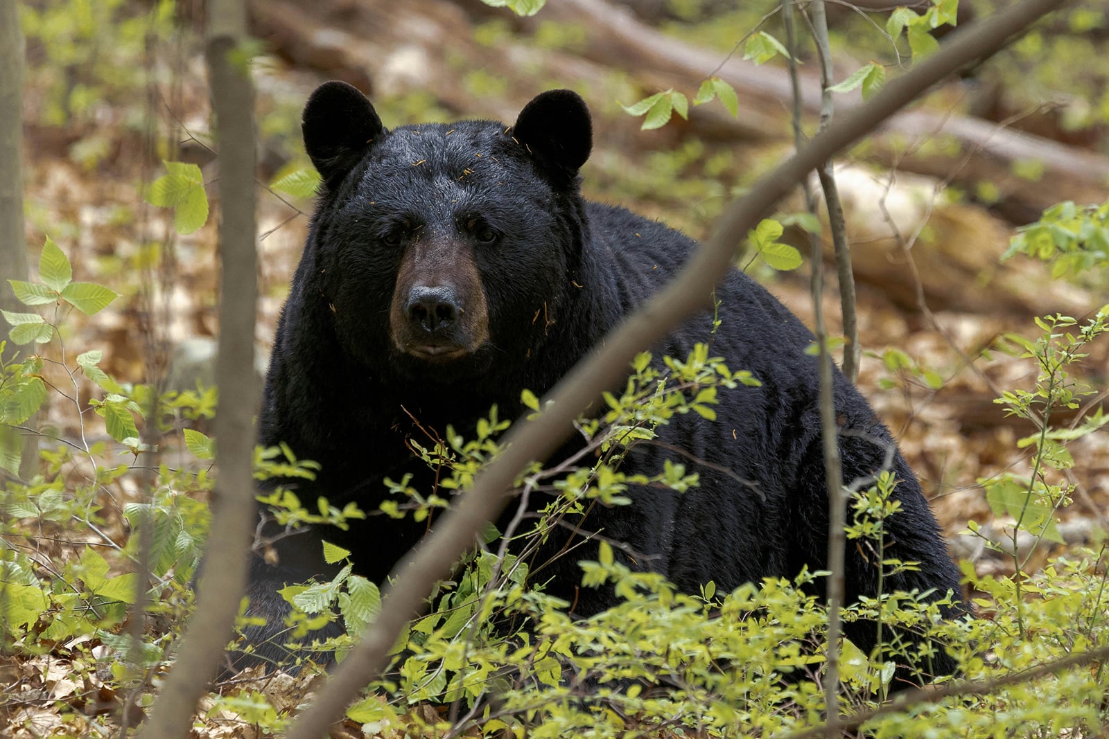 A black bear among the trees in a forest