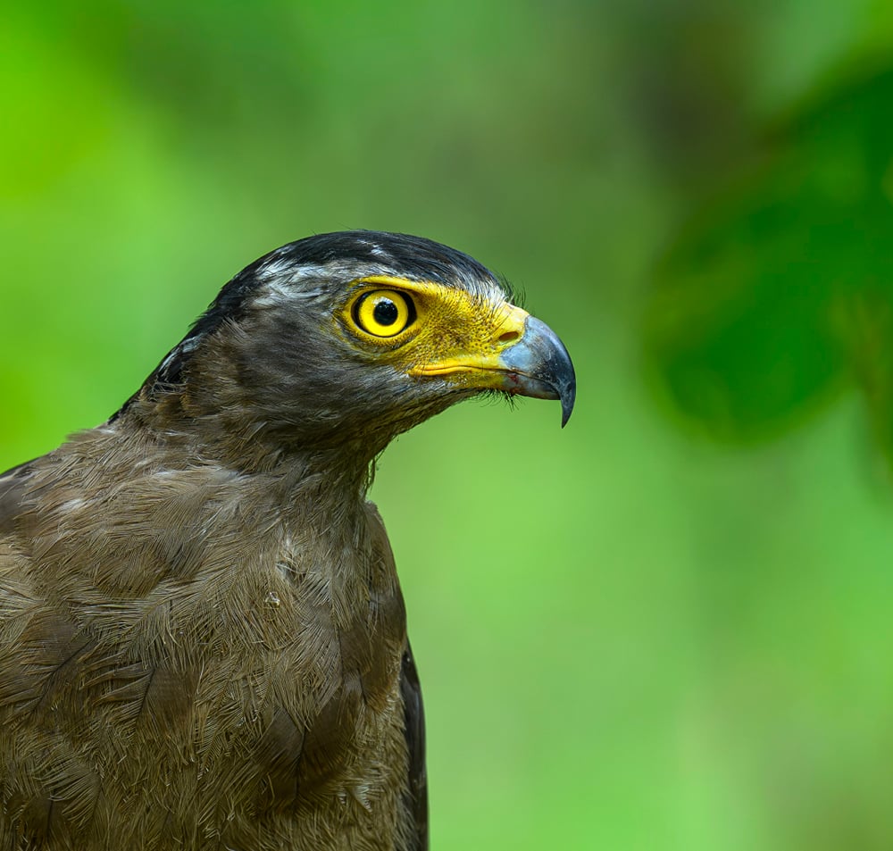 A head portrait of a crested serpent-eagle with its yellow eye and hooked bill, photographed near The Garud Forest, Tadoba