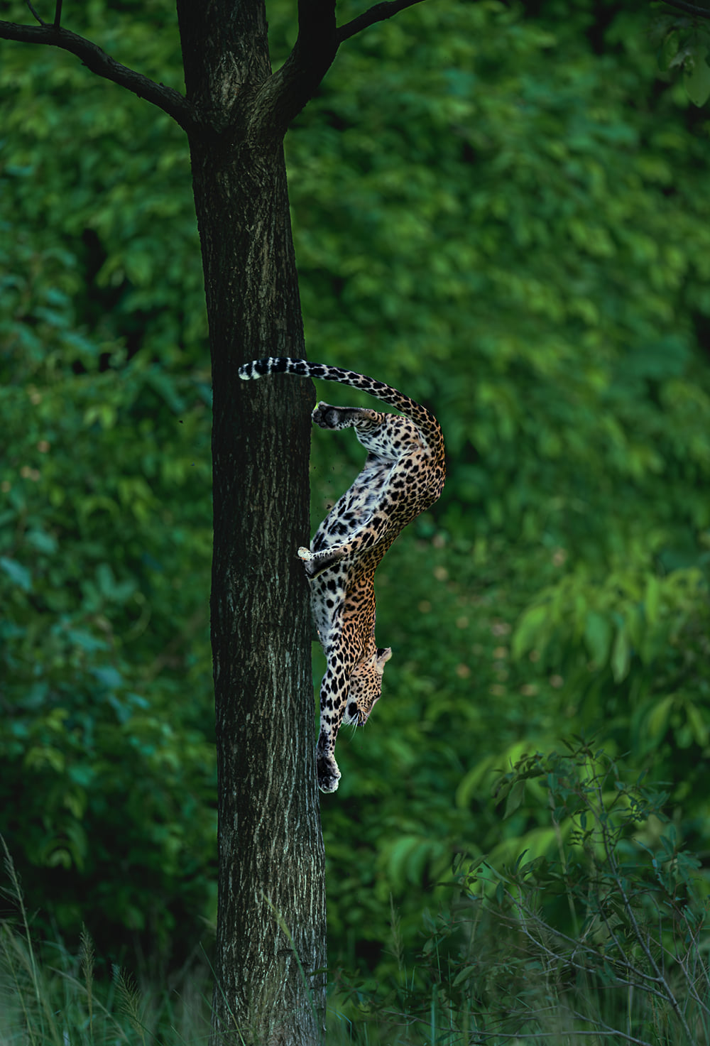 A leopard climbing head-first down a tall tree trunk against green canopy, photographed near The Garud Forest, Tadoba