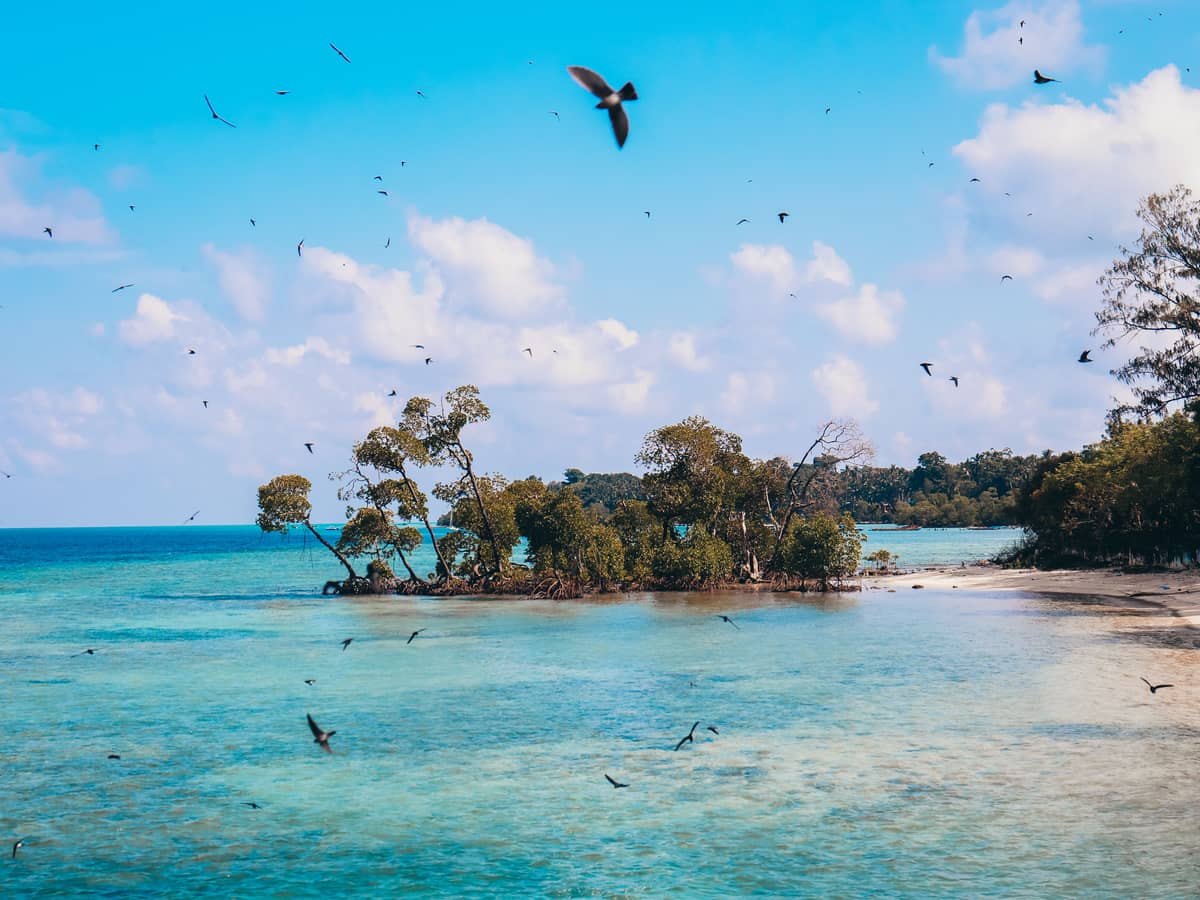 Mangroves leaning over turquoise shallows with seabirds circling above the shore