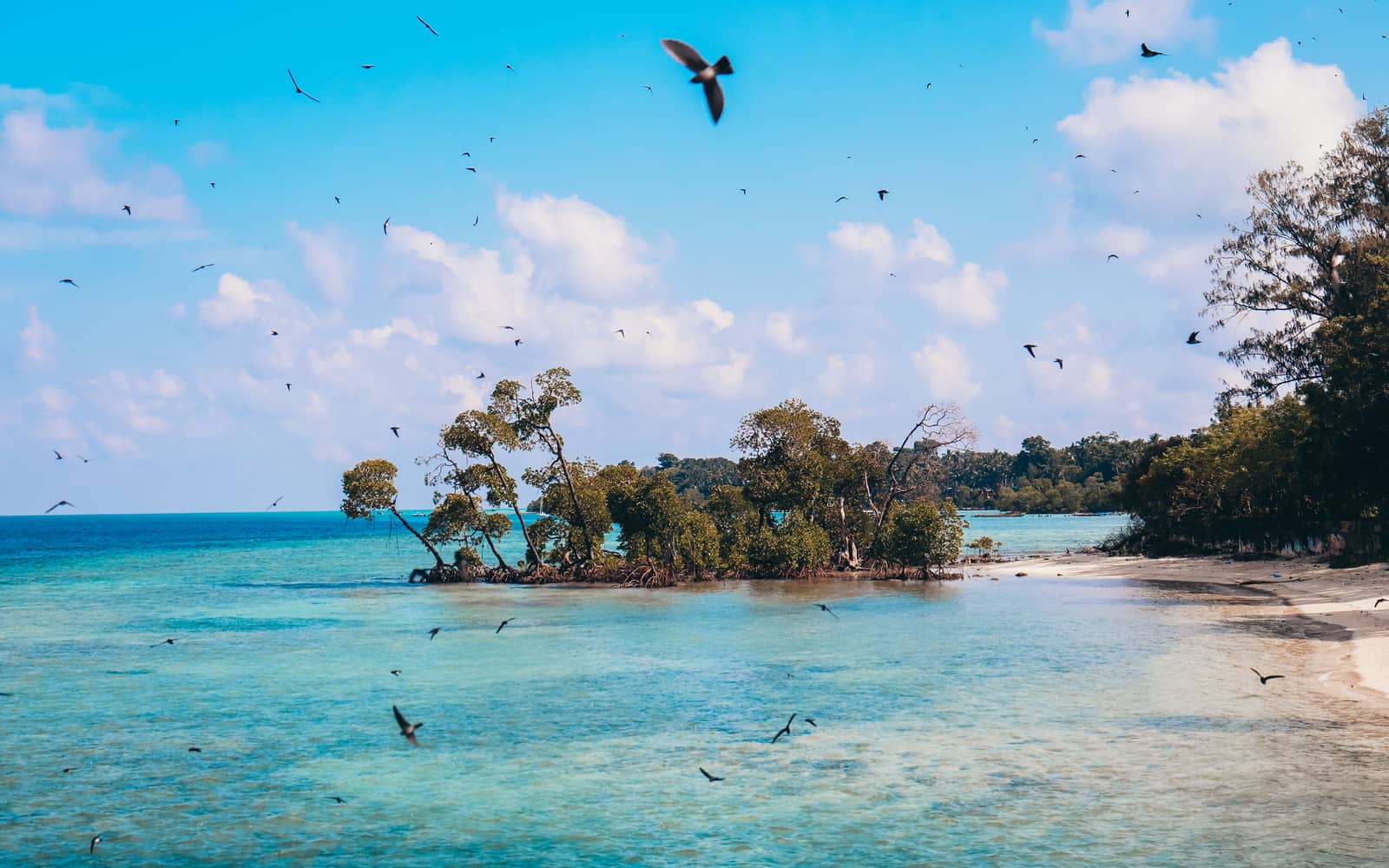 Mangroves leaning over turquoise shallows with seabirds circling above the shore