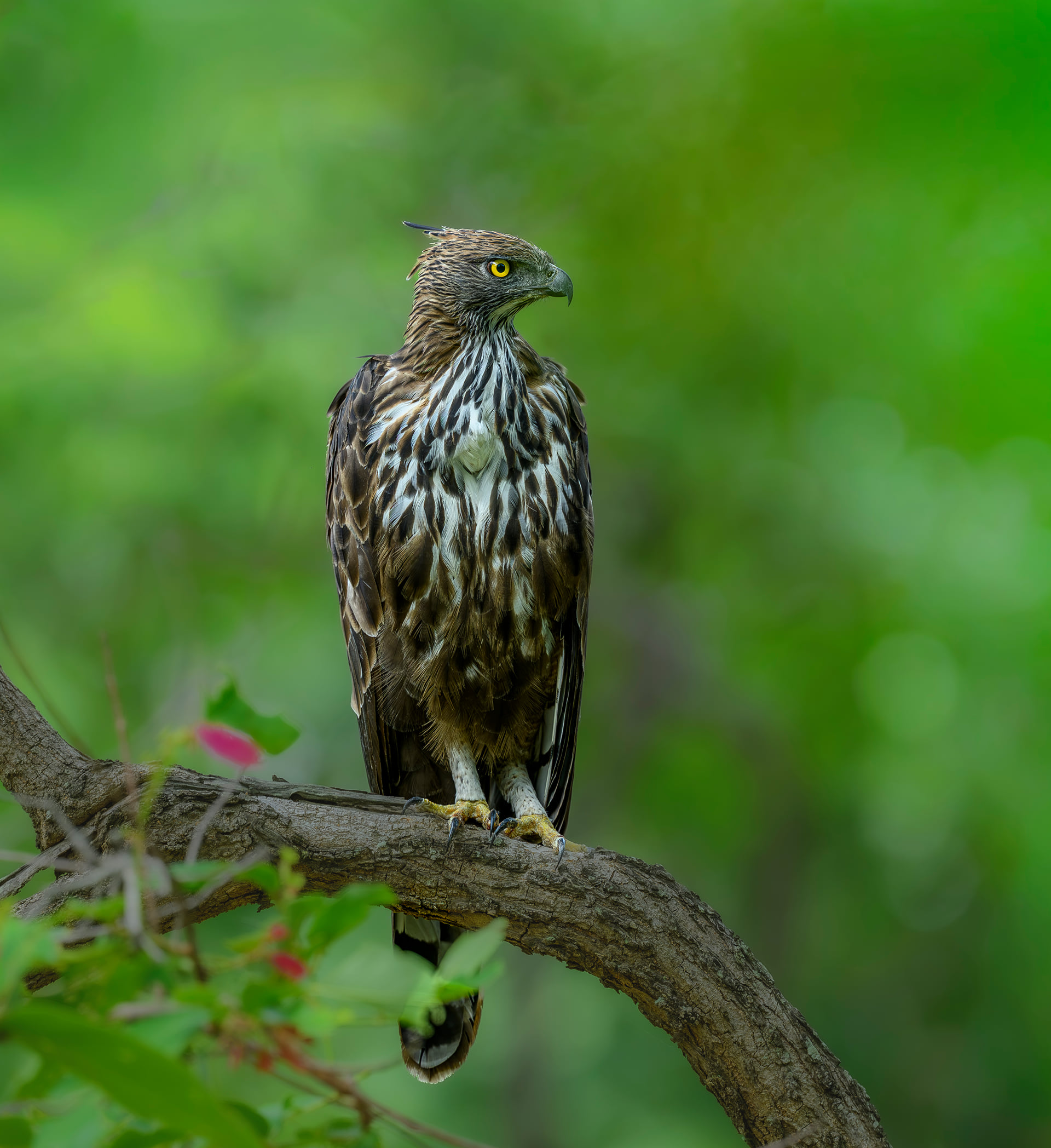 A changeable hawk-eagle perched on a bare branch against soft green canopy, photographed near The Garud Forest, Tadoba