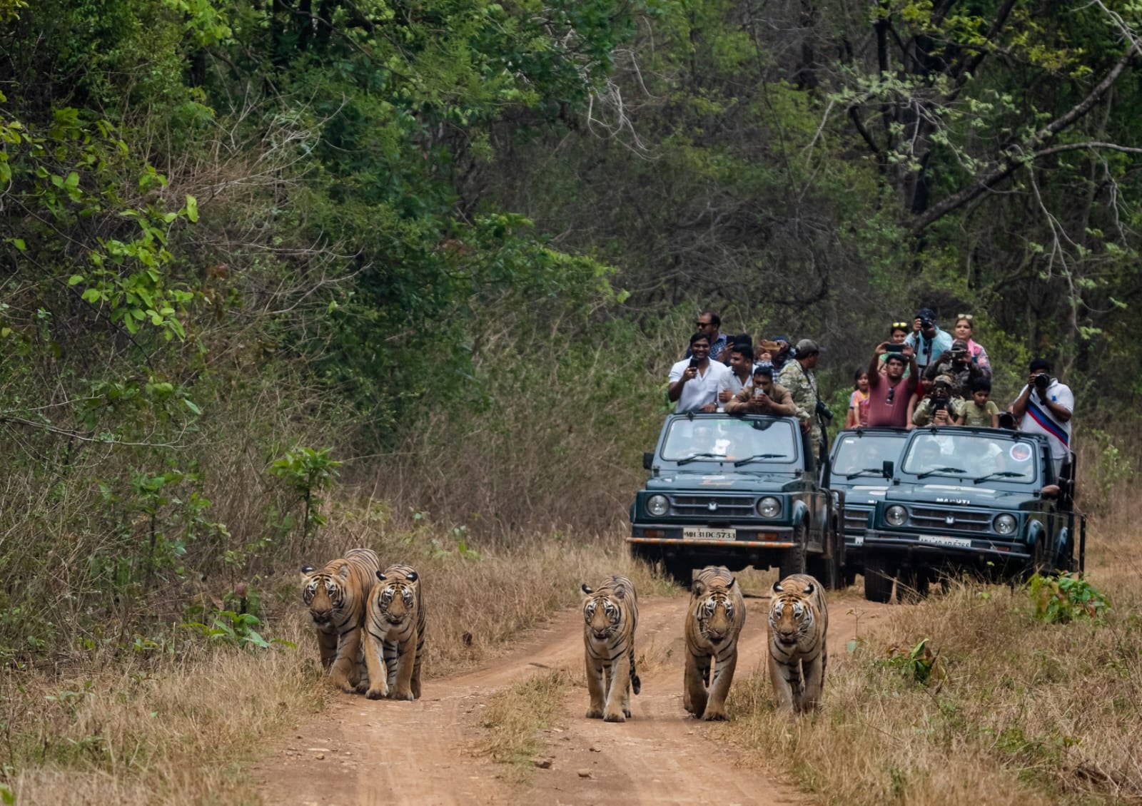 Five tigers walking down a dusty forest track towards 2 safari jeeps of watching guests, on a drive from The Garud Forest, Tadoba
