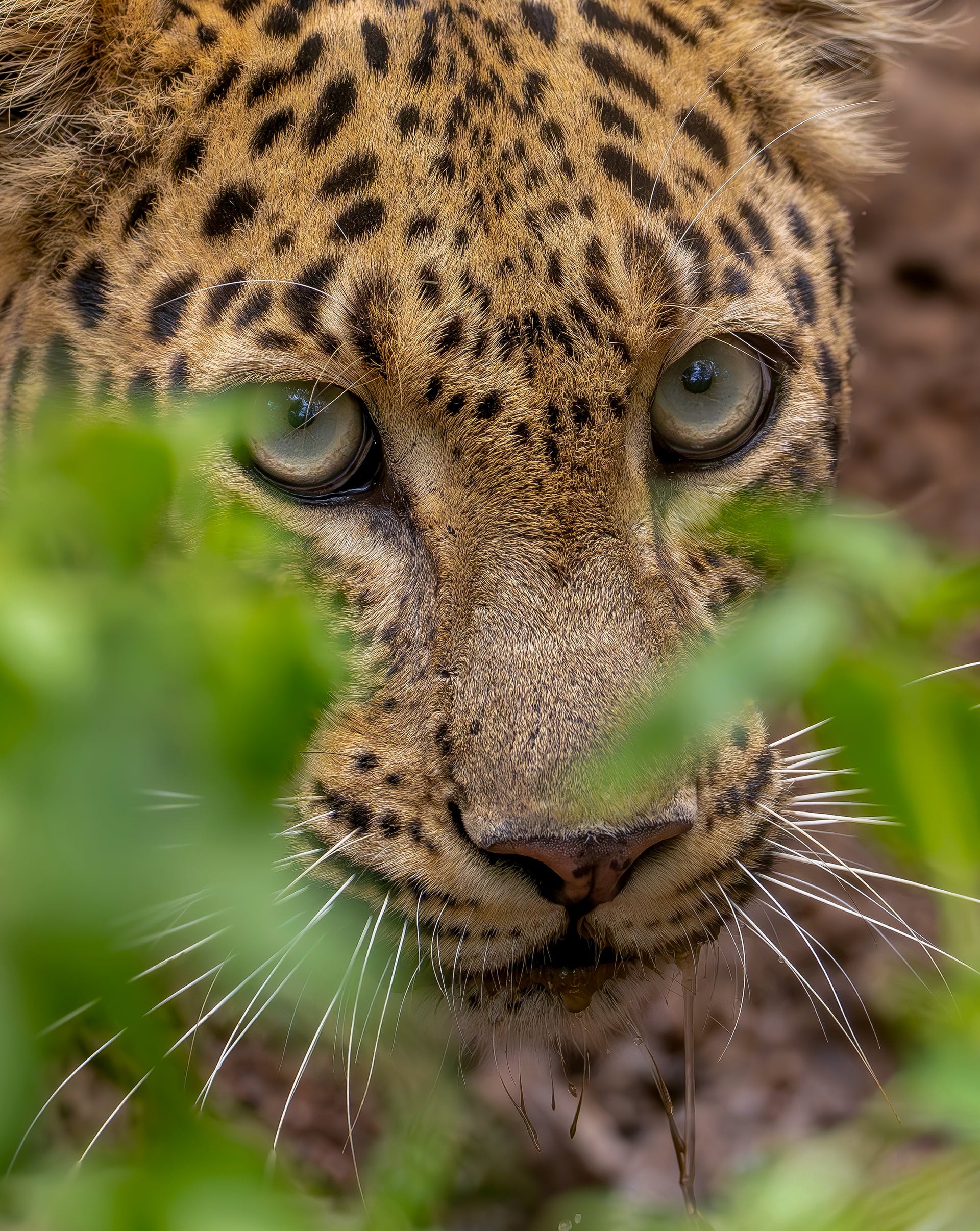 A leopard's pale eyes and spotted face framed by green leaves, watching the camera near The Garud Forest, Tadoba