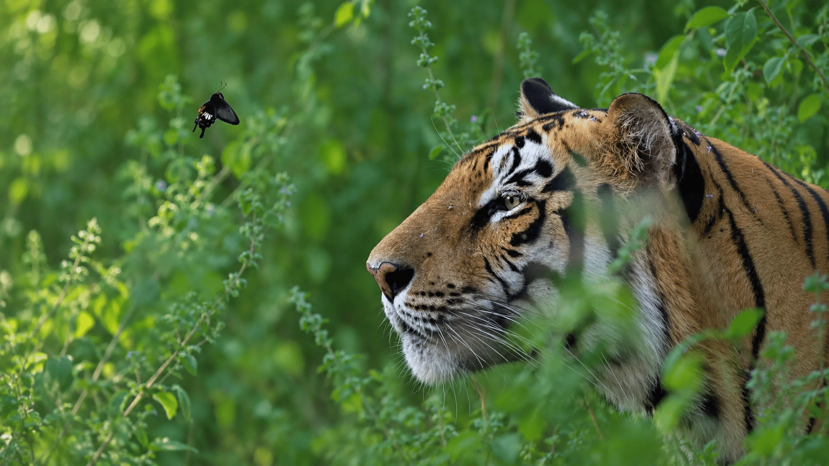 A tigress in tall green grass at Tadoba watching a butterfly in flight, her striped face turned in profile at The Garud Forest