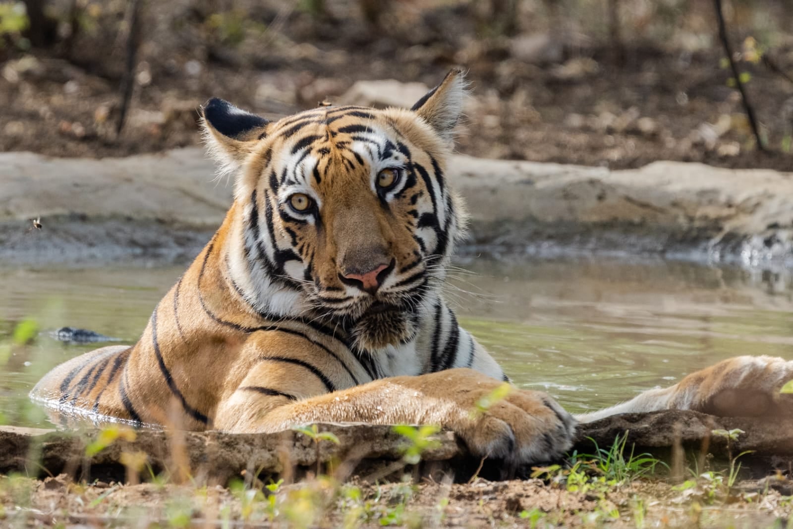 A tiger lying in a shallow waterhole to cool off in the afternoon heat, photographed near The Garud Forest, Tadoba